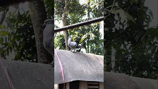 Male pigeon mating call  sobuj nor pigeon birds giribaz [upl. by Juliette154]