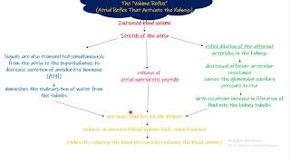 The Volume Reflex Chapter 18 part 8 Guyton and Hall Physiology [upl. by Arlette]