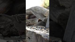 Whitecrowned Sparrow🐦Woodpile Seed Snack whitecrownedsparrow [upl. by Andros]