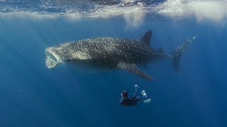 Swimming with the BIGGEST Fish in the Ocean [upl. by Ventura]