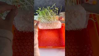 APELAGI NIHHH 😳 plant seed bubblewrap experiment [upl. by Acinorahs]