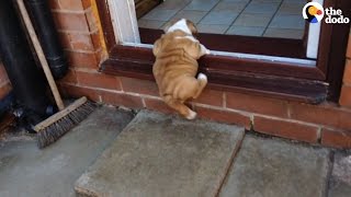 Bulldog Puppy Refuses To Give Up [upl. by Giacinta366]