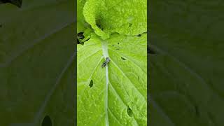 2024年10月10日 死んでいく白菜のヨトウムシ Cutworms dying after spraying 101024 [upl. by Aneg]