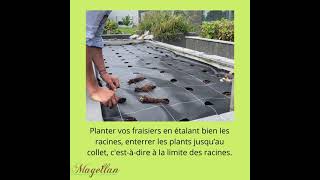 Fraisiers nos conseils pour les planter [upl. by Harmony]