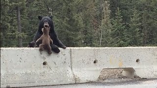 Mama Bear Saves Her Cub From The Highway [upl. by Ateuqal555]