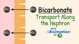 Bicarbonate Reabsorption in the Nephron  Carbonic Anhydrase  AcidBase Balance  Renal Physiology [upl. by Cordy408]