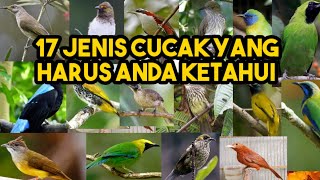 17 jenis burung cucak yang harus anda ketahui [upl. by Enisaj528]