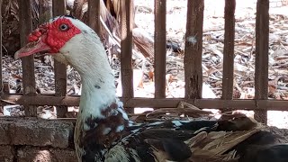 muscovy Duck 🥰❤💖😍 [upl. by Atiran]