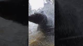 Quick amp Close  Black Bear Shake taylorthomasalbright wildlife blackbear alaska [upl. by Ennayelsel]