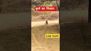 कुत्ते का शिकार। Leopard Hunt Dog ❌❌ youtubeshorts shortsvideo viral [upl. by Shields]