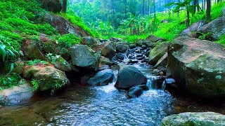 Fantastic birdsong forest babbling brook relaxing sounds ASMR [upl. by Nam946]