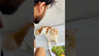 Billu sabziwala😳😳 catcomedy cat billicomedy billug catvideo sajidcat billucat [upl. by Narcho462]