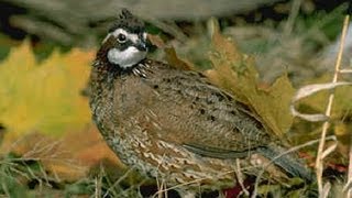 Bobwhite Quail Nest [upl. by Tereve]