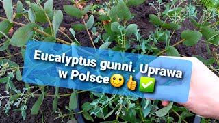 1207🌱🤝Eukaliptus gunni lekko niebieskiJak zimować eukaliptusa szkodnikizimowanieporady [upl. by Akemaj]