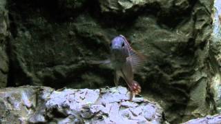 Stigmatochromis modestus gets angry [upl. by Dud]