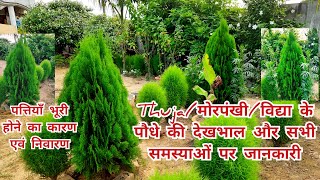 thuja plantmorpankhi plantvidya plant की सही तरीके से ऐसे करें देखभाल [upl. by Gard]