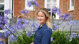 Agapanthus  Best Late Summer Plants for Your Garden [upl. by Pence]