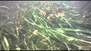 ENVIRONMENTAL ISSUES WATER EUTROPHICATION [upl. by Otanutrof]