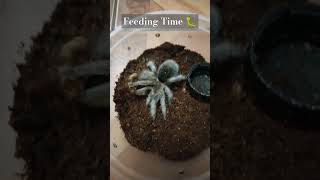 Chilean rose tarantula feeding 🕷️🕷️🕷️ Please click SUBSCRIBE for updates 😁 [upl. by Woodie120]