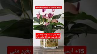 15 Indoor Plants To Grow In WaterBest House Indoor PlantsIndoor Plants Propagationshortgardening [upl. by Ahseim]