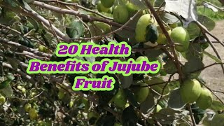 20 HEALTH BENEFITS OF JUJUBE FRUIT ZIZIPHUS JUJUBA [upl. by Beekman]