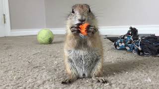 Prairie dog popcorn gets a baby carrots [upl. by Vona]