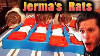 Jermas Rats Found a Onion jerma985 [upl. by Onitselec]