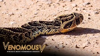 What Makes Puff Adders So Deadly  The Venomous 5 [upl. by Atilegna]