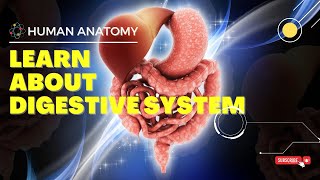 Digestive System  Human Anatomy  Medical Coding medicalcoding medicalcodinginterview anatomy [upl. by Senhauser568]