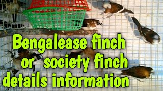 Bengalease finch society finch details information  all information about bengali society finch [upl. by Goran]