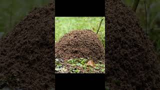 Timelapse Fire Ant Colony Destroyed by Rain then Rebuilt Twice [upl. by Gala]