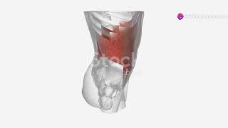 understanding Thoracic nerve T12 anatomy and function explained [upl. by Glynnis]