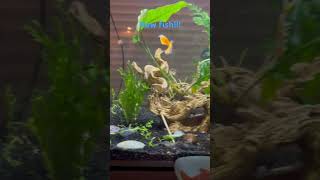 New gourami and shrimp ￼ [upl. by Everard]