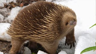 What In The World Is An Echidna  Survival of the Weirdest  Love Nature [upl. by Marciano]