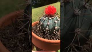 Blue Melocactus Azureus Native to South America The Caribbean Mexico Peru amp Brazil [upl. by Selie]