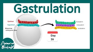 Gastrulation  what happens during gastrulation  week 3 of embryonic development [upl. by Aicatsal653]