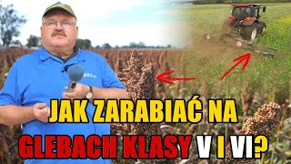 Sorgo na ziarno i międzyplony sposobem na uzyskanie dobrego dochodu na słabej glebie [upl. by Hallee]