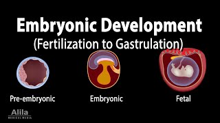 Embryology from Fertilization to Gastrulation Animation [upl. by Hali857]