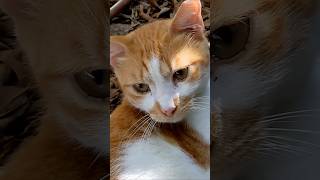 Рыжий кот 🐈 Смешные коты 😹 Red cat 🐅 Funny cats Animals Nature Memes Pets Meow Lucu Kitty Trend Top [upl. by Deedahs787]