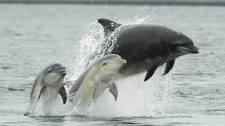 Facts The Bottlenose Dolphin [upl. by Bobbette]