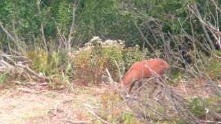 Brame du Cerf Hirschbrunft Rutting stags long v [upl. by Sewole]