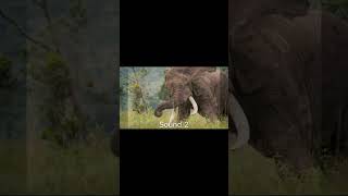 Elephant Sound Effects elephant elephantsong wildanimals animalsounds [upl. by Otiv]