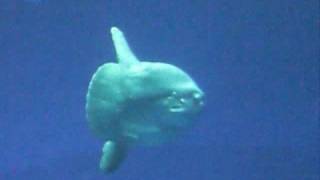 Mola mola The ocean sun Fish [upl. by Helbonnas]