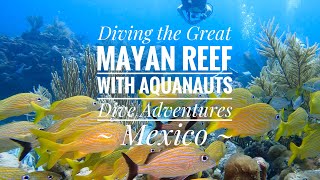 Diving the Great Mayan Reef 🤿  Marina El Cid Resort  Riviera Maya 🇲🇽 [upl. by Kristan158]