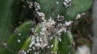 Mealybug HORROR at the Botanic Gardens [upl. by Linet433]