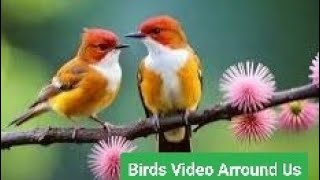 Beautiful Birds Video Clips [upl. by Annatsirhc78]