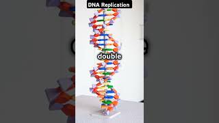 DNA replication molecular biologyeasy inhindi replication process shorts biology mlt [upl. by Novar]