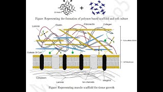 Skafolds and Tissue Engineering BBOC407 Biology for CSE VTU [upl. by Yemar]