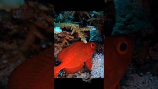 Bigeye Perch with Shiny Skin like Silk scubadiving ocean adventuresport fish underwatervideo [upl. by Talanta]