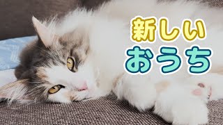 可愛い愛猫のために建てた家に引っ越しました [upl. by Stutman]